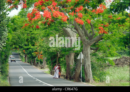 Mauritius, Pamplemousses District, Mont Choisy, women wearing Sari on the road of Grand Baie bordered of blooming flamboyants Stock Photo