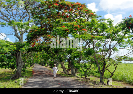 Mauritius, North-West Coast, Pamplemousses District, Mont Choisy, walker along an alley bordered of flamboyants Stock Photo