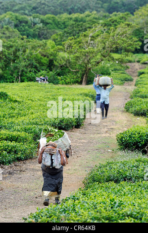 Mauritius, South Coast, Savanne District, Bois Cheri, Tea Road, harvest and tea gathering in the hills Stock Photo