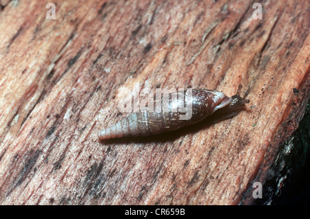 Plaited door snail (Marpessa (= Cochlodina) laminata) UK Stock Photo