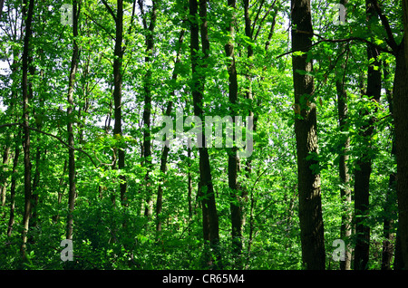 Green forest background Stock Photo