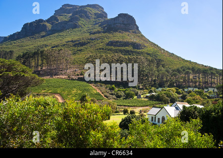 South Africa, Western Cape, outskirts of Cape Town, Groot Constantia, the vineyard Stock Photo