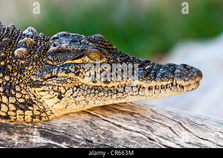 South Africa, Western Cape, route 62, city of Oudtshoorn, Cango Wildlife Ranch Park, crocodile Stock Photo