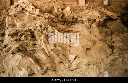 Dinosaur fossils at the Dinosaur National Monument, Colorado, USA Stock Photo