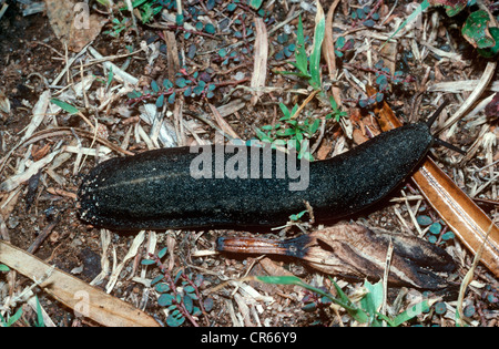 Tropical Leatherleaf Slug (Laevicaulis alte), tough-skinned and very resistant to dessication Kenya Stock Photo