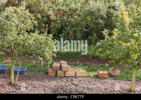 Germany, Bavaria, Oberschwarzach,  View of apple tree Stock Photo