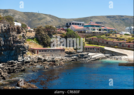 South Africa, Western Cape, Hermanus is an ideal spot to watch Southern right whales Stock Photo