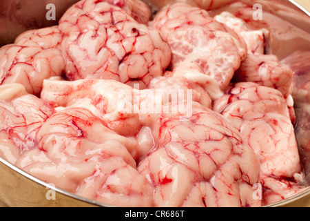 goat brain