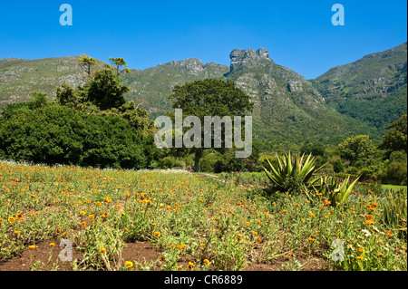 South Africa, Western Cape, Cape Town, Kirstenbosch National Botanical Garden Stock Photo