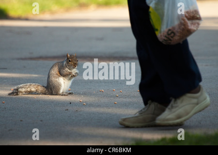 Grey Squirrel being fed seeds Stock Photo