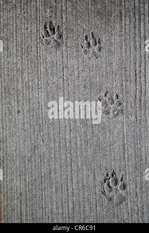 Germany, Berlin, Dog foot prints in concrete Stock Photo