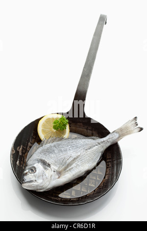 Gilthead bream in frying pan on white background Stock Photo