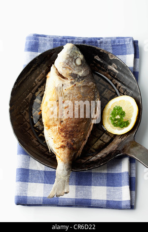 Gilthead bream in frying pan with napkin on white background Stock Photo