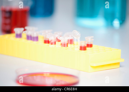 Germany, Bavaria, Munich, Test tubes and petri dishes for medical research in laboratory Stock Photo