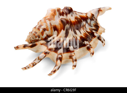 Dorsal view of Lambis lambis seashell isolated on white Stock Photo