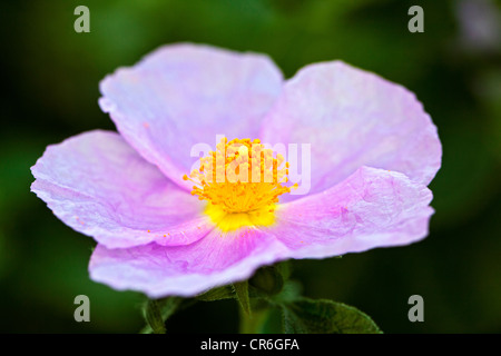 Pink Rock-Rose, Kretacistros (Cistus creticus ssp eriocephalus) Stock Photo