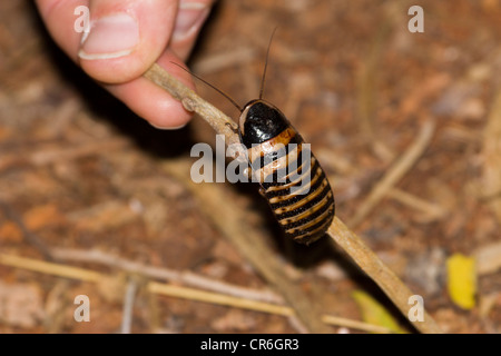 Madagascar hissing Cockroach, Berenty, Madagascar Stock Photo