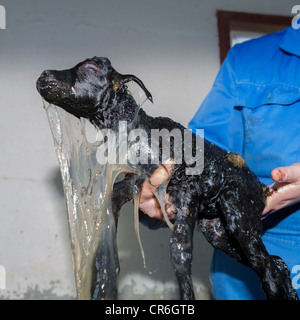 Newborn lamb, Iceland Stock Photo