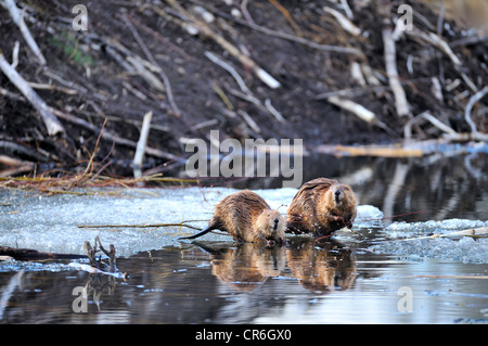 Two beavers on a piece of melting spring ice in front of their lodge feeding on some willow branches Stock Photo