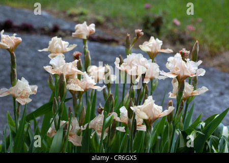 'Edward of Windsor' Tall Bearded Iris, Skäggiris (Iris germanica) Stock Photo