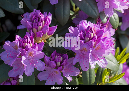'Grandiflorum' Catawba Rhododendron, Catawba-rododendron (Rhododendron catawbiense) Stock Photo