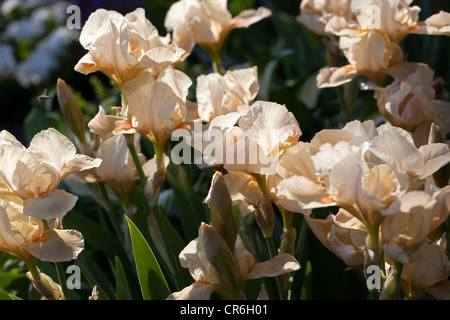 'Edward of Windsor' Tall Bearded Iris, Skäggiris (Iris germanica) Stock Photo