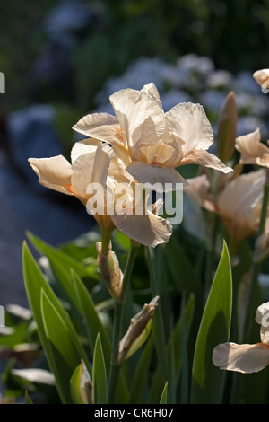 'Edward of Windsor' Tall Bearded Iris, Skäggiris (Iris germanica) Stock Photo