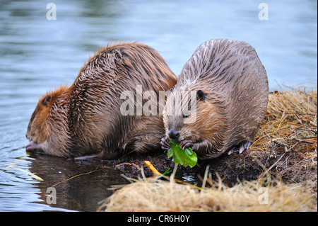 A horizontal image of 2 beavers feeding on some fresh green water lily pads Stock Photo