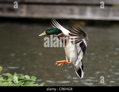 A Male Mallard Duck in flight Stock Photo
