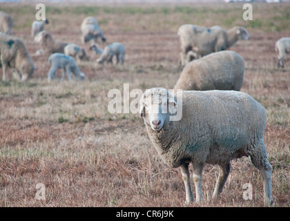 One sheep looks into the camera with flock in background Stock Photo