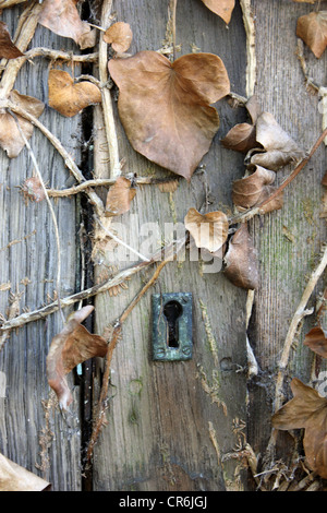 close up of a lock of a yard door with selective coloring Stock Photo ...