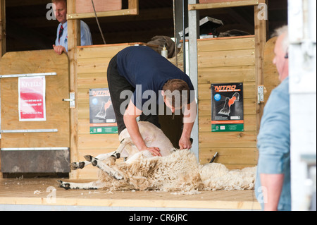Cornwall, England 2012 Royal Cornwall Show - Sheep shearing contest Stock Photo