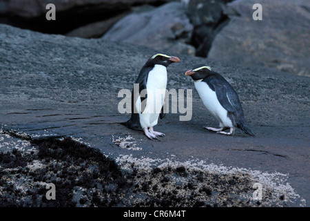 Fiordland Crested Penguin (Eudyptes pachyrhynchus) at the Milford Sound, Southland, South island, New Zealand Stock Photo