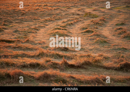 Cut Hay drying in a meadow , Devon England, United Kingdom. Stock Photo