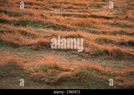 Cut Hay drying in a meadow , Devon England, United Kingdom. Stock Photo