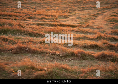 Cut Hay drying in a meadow , Devon England, United Kingdom. Stock Photo