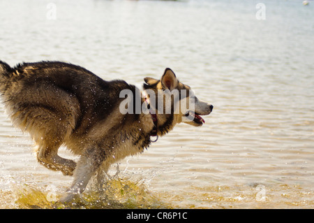 alaskan malamute 7 months old playing in the sea cooling off from the heat of a summers day Stock Photo