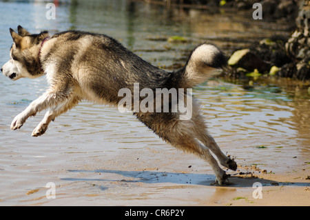 alaskan malamute 7 months old playing in the sea cooling off from the heat of a summers day Stock Photo