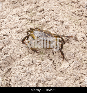 Common shore crab, Devon , England, United Kingdom. Stock Photo