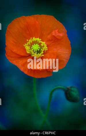 orange or red poppy papaver nudicaule plant in flower close up Stock Photo