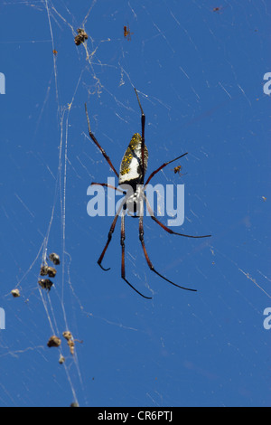 female and male Golden silk orb-weaver, Berenty Reserve, Madagascar Stock Photo