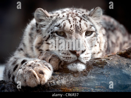 Male snow leopard relaxing on a rock