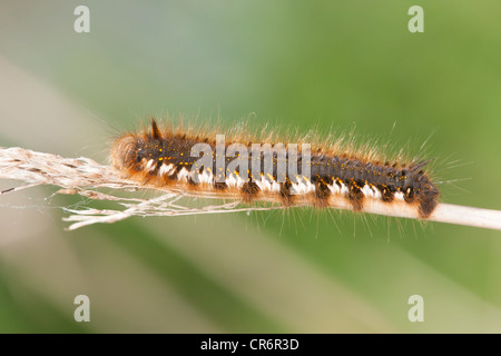 Drinker moth caterpillar (Euthrix potatoria) resting on old reed stem on the edge of the reed beds Stock Photo