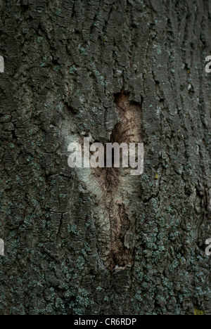 Heart shaped notch in tree bark Stock Photo