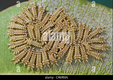 Cup moth larvae - juveniles clustered together for protection Stock Photo