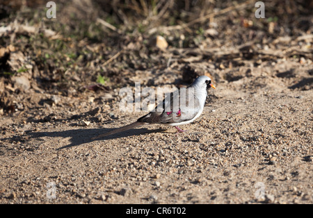 Namaqua Dove (Oena capensis), Madagascar Stock Photo