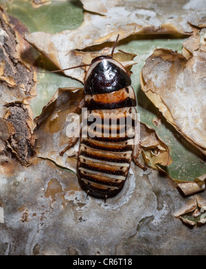 Madagascar hissing Cockroach, Berenty, Madagascar Stock Photo