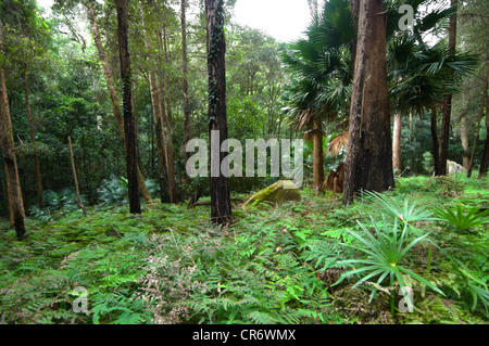 Rainforest at Bola Creek, Royal National Park, New South Wales, NSW, Australia Stock Photo