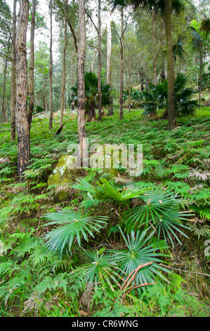 Rainforest at Bola Creek, Royal National Park, New South Wales, NSW, Australia Stock Photo