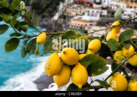 Close Up View of a Lemon Tree with Fruit, Positano, Amalfi Coast, Campania, Italy Stock Photo